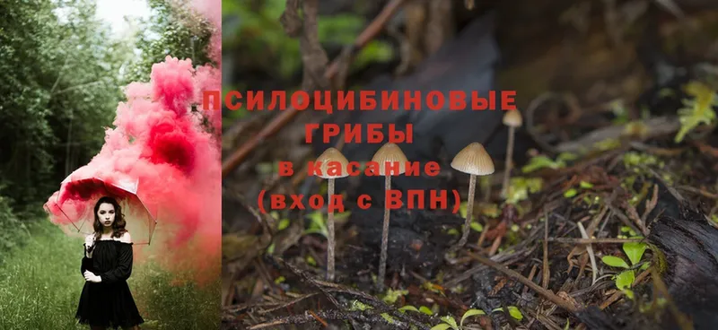 наркотики  Буйнакск  Галлюциногенные грибы Psilocybe 